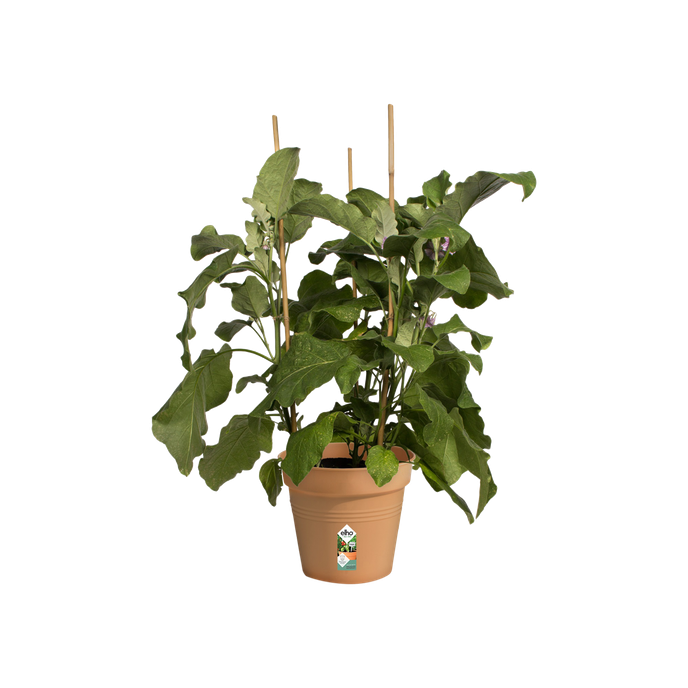 green basics pot de culture 19cm terre cuite doux